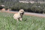 CAIRN TERRIER 118